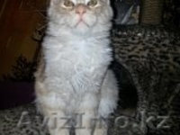 котята Мейн Кун из питомника г.Алматы - Изображение #1, Объявление #1092580