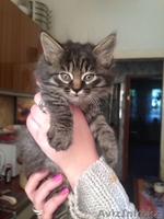 Отдам котят в хорошие,добрые ручки - Изображение #2, Объявление #1092703