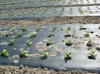 Геотекстиль KGS Текстиль KGS 150 - 800г/м.кв. - Изображение #9, Объявление #1087487