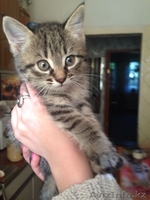 Отдам котят в хорошие,добрые ручки - Изображение #3, Объявление #1092703