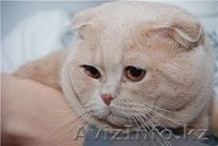 Стрижки,купания,маникюр,педикюр,гостиница для кошек и собак в Алматы - Изображение #2, Объявление #1088459