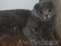 Стрижки,купания,маникюр,педикюр,гостиница для кошек и собак в Алматы - Изображение #1, Объявление #1088459