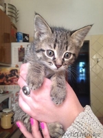 Отдам котят в хорошие,добрые ручки - Изображение #1, Объявление #1092703