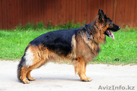 продаю щенков немецкой овчарки от хороших производителей - Изображение #3, Объявление #1098645