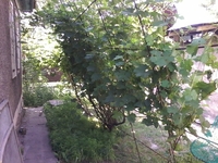 Срочно!Продам дом в мкр Карасу - Изображение #3, Объявление #1110432