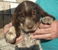 Продам щенка русского охотничьего спаиеля - Изображение #2, Объявление #1101652