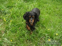 Продам щенка русского охотничьего спаиеля - Изображение #7, Объявление #1101652