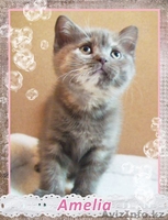 Британские котята от титулованных производителей! Летняя цена! - Изображение #2, Объявление #1106862