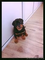 Продам самого красивого щенка ротвейлера - Изображение #2, Объявление #1100976