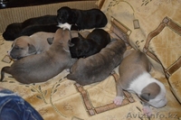 Щенки Американский Стаффордширский терьер - Изображение #3, Объявление #1107514