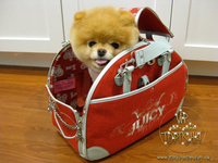 Эксклюзивные щенки карликового померанского шпица Мишки SHOW-Classa!!! - Изображение #8, Объявление #1122491