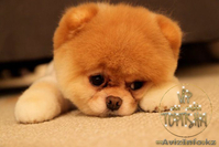 Эксклюзивные щенки карликового померанского шпица Мишки SHOW-Classa!!! - Изображение #9, Объявление #1122491