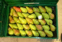 Свежие  фрукты и овощи из Испании  - Изображение #4, Объявление #1026162
