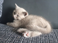 Продам котенка породы ScottishStright (Шотландская прямоухая) - Изображение #2, Объявление #1124985