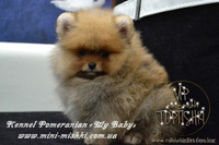 Эксклюзивные щенки карликового померанского шпица Мишки SHOW-Classa!!! - Изображение #4, Объявление #1122491