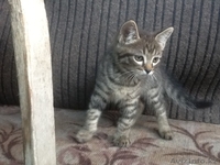 Даром, в добрые руки. - Изображение #2, Объявление #1118668