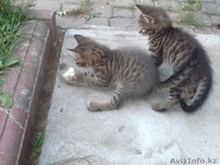 Даром, в добрые руки. - Изображение #3, Объявление #1118668