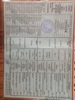 Продам котенка породы ScottishStright (Шотландская прямоухая) - Изображение #10, Объявление #1124985