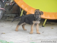 Продаются щенки немецкой овчарки! - Изображение #3, Объявление #1133584