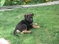 Продаются щенки немецкой овчарки! - Изображение #2, Объявление #1133584