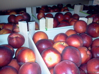 нектарин из Испании - Изображение #3, Объявление #1129254