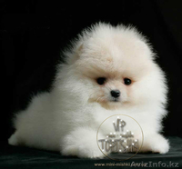 Элитные щенки карликового померанского шпица SHOW-Classa! мишки BOO!!! - Изображение #9, Объявление #1130563