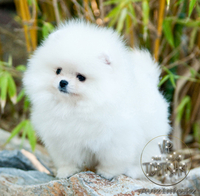 Элитные щенки карликового померанского шпица SHOW-Classa! мишки BOO!!! - Изображение #10, Объявление #1130563