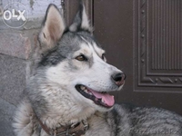 Продам щенят хаски - Изображение #3, Объявление #1129751