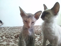 Котят Донского Сфинкса - Изображение #5, Объявление #1127697