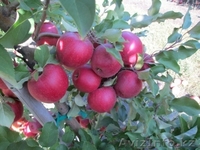 Веники из Сорго (производство Молдова) - Изображение #2, Объявление #1128893