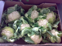 продаю овощи из Испании - Изображение #3, Объявление #1137383