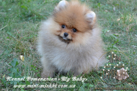 Элитные щенки карликового померанского шпица SHOW-Classa! мишки BOO!!! - Изображение #3, Объявление #1130563