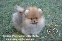 Элитные щенки карликового померанского шпица SHOW-Classa! мишки BOO!!! - Изображение #1, Объявление #1130563