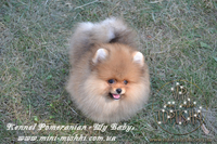 Элитные щенки карликового померанского шпица SHOW-Classa! мишки BOO!!! - Изображение #4, Объявление #1130563