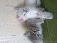 продам красивых игривых котят в хорошие руки - Изображение #1, Объявление #1130725