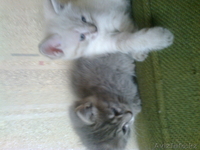 продам красивых игривых котят в хорошие руки - Изображение #3, Объявление #1130725