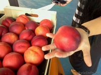 нектарин из Испании - Изображение #1, Объявление #1129254