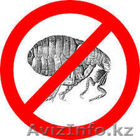 Уничтожение блох в Алматы и Алматинской области - Изображение #1, Объявление #1131158