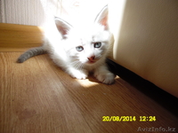 Отдам котят в добрые и заботливые руки - Изображение #1, Объявление #1135322