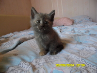 Отдам котят в добрые и заботливые руки - Изображение #2, Объявление #1135322