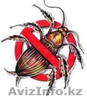 Борьба и уничтожение тараканов в Алматы и Алматинской области - Изображение #3, Объявление #1131165
