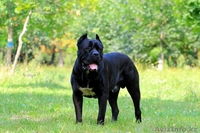 Элитные щенки кане корсо от импортированных родителей! - Изображение #8, Объявление #478220