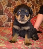 Породные щенки ротвейлера дорого - Изображение #3, Объявление #1152825