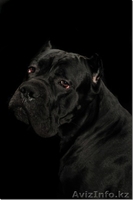 Элитные щенки кане корсо от импортированных родителей! - Изображение #5, Объявление #478220