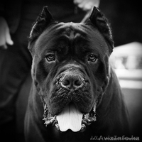 Элитные щенки кане корсо от импортированных родителей! - Изображение #7, Объявление #478220