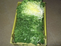 Продаем овощи и фрукты из Испании - Изображение #3, Объявление #1141345