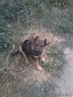 Отдам щенка в хорошие руки! - Изображение #2, Объявление #1144131