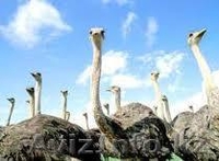 Туристская компания "KZbooking" - Изображение #2, Объявление #1142806