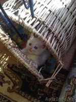 Милые пушистые котята - Изображение #4, Объявление #1151232