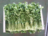 Продаем овощи и фрукты из Испании - Изображение #2, Объявление #1141345